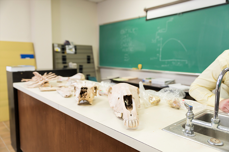 animals in lab