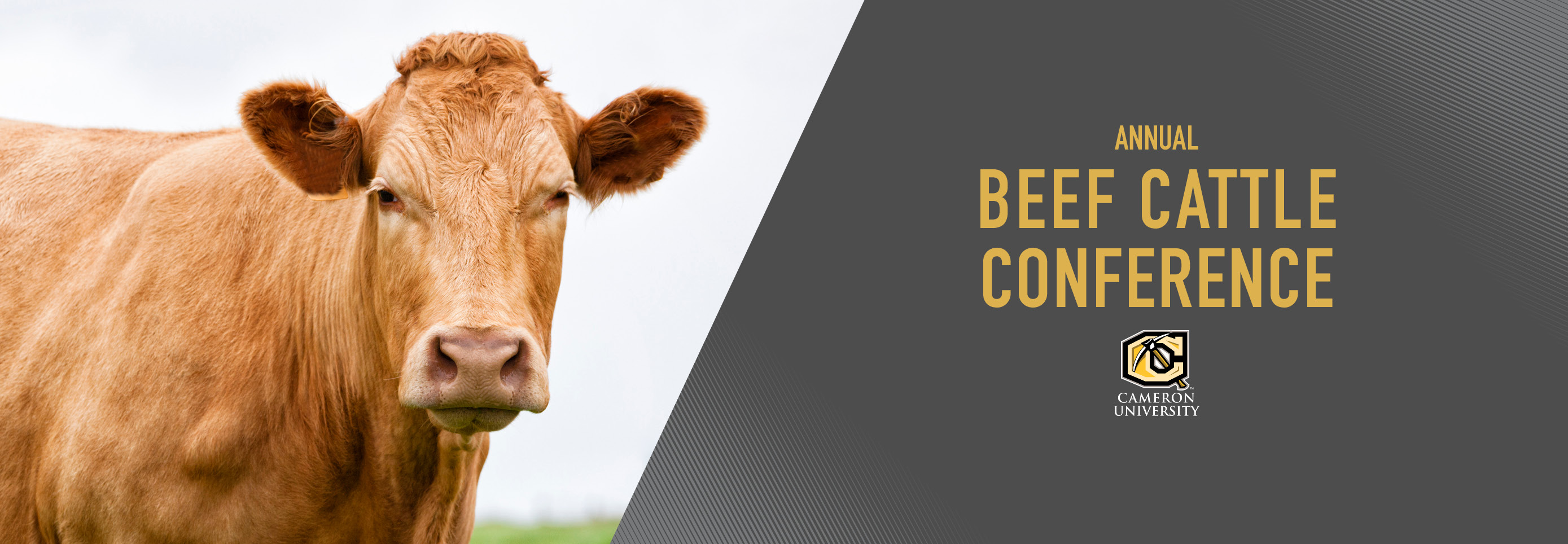 Beef Cattle Improvement Conference hero image