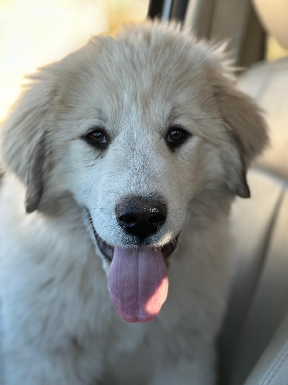 Picture of Cameron University's Farm Dog Jasper